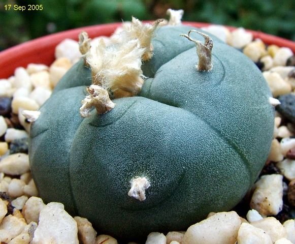 Lophophora _williamsii_ 03